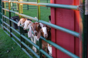 Goats waiting to be fed