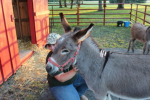 Child petting donkey