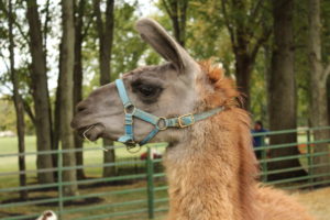 Hamilton the Llama